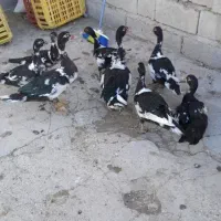 اردک اسرائیلی سرحال۵ عدد