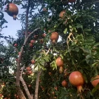 انارملس ،انارخندان ،انار آبگیری|خوردنی و آشامیدنی|شیراز, گلشن|دیوار