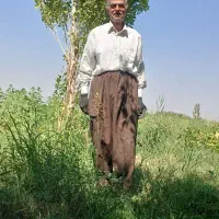 هرس کاری ماهر باغ و باغچه