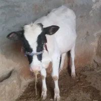 فروش یک عدد گاو گوساله