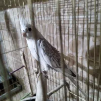 عروس هلندی مولد|پرنده|کاشان, باغ ماجد|دیوار