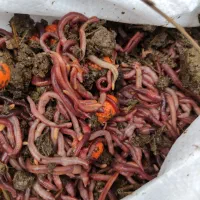 کرم خاکی برای ماهیگیری