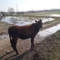 لیشه جرسی گاو ورزا|حیوانات مزرعه|رشت, حومه رشت|دیوار