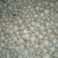 فروش گردو