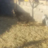 بز، نر و ماده|حیوانات مزرعه|بناب, |دیوار