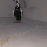 کبوتر سینه سلیمونی