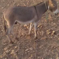نوپالون