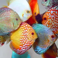 تجهیزات آکواریوم تکثیر ماهی