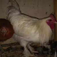 خروس|حیوانات مزرعه|اصفهان, حصه جنوبی|دیوار