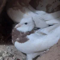 ۲عدد کفتر طوقی