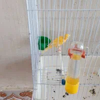 قناری