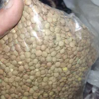 لوبیا ، نخود،  لپه ، عدس ، گندم|خوردنی و آشامیدنی|کرج, مصباح|دیوار