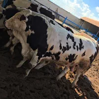 گوساله سیمنتال چاق|حیوانات مزرعه|کوهدشت, |دیوار