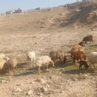 میش داشتی بره دار بز