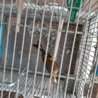 قناری نر و سهره قناری دهن دار|پرنده|تهران, مجیدآباد|دیوار