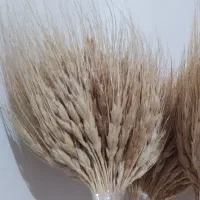 خوشی گندم مرتب  ۱۰۰۰ هزارتا