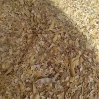 کاه کوسی لوبیا