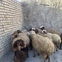 میش بره درج یک نژاد مهربان