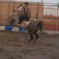 نریان اصیل کرد سواریدار و پرخون|اسب و تجهیزات اسبسواری|سراب, |دیوار