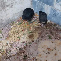 جوجه عربی سرحال