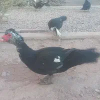 اردک اسراییلی مولد تخم گذار و نیمچه ۴ ماهه