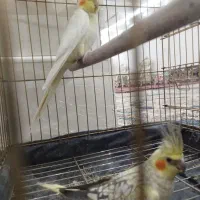 عروس هلندی|پرنده|مهربان, |دیوار