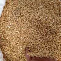 گندم دیمه بذری|لوازم جانبی حیوانات|نیشابور, مازول|دیوار