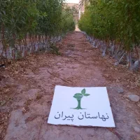 نهالستان پیران،نهال گردو ،نهال بادام ،نهال زردآلو|خدمات باغبانی و درختکاری|مراغه, |دیوار