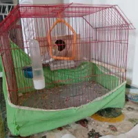 عروس هلندی|پرنده|رضوانشهر, |دیوار