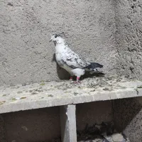 نر سوسکی شکار|پرنده|نجف‌آباد, فیروزآباد|دیوار