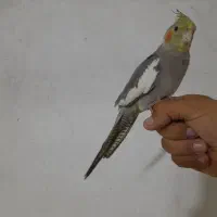 طوطی عروس هلندی|پرنده|نورآباد ممسنی, |دیوار