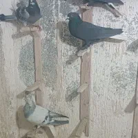 سلام پنج تا نر سوراخ|پرنده|کرمان, |دیوار