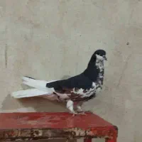 ماده‌ شهری گل‌دار|پرنده|شیراز, هفت تنان|دیوار