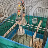 عروس هلندی مرواریدی|پرنده|قم, بنیاد|دیوار