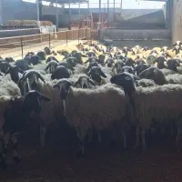 فروش گله میش داشتی درجه یک