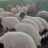 بره ،کیلو نمیدم