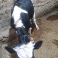 گوساله نر