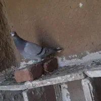 سبرماده|پرنده|نمین, |دیوار