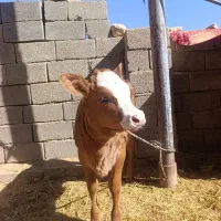 گاو گوساله میش گوسفند قوچ|حیوانات مزرعه|کارزان, |دیوار