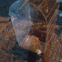 مخصوص پرندگان