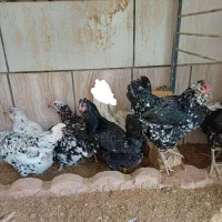 مرغ محلی و لاری و گلین جوان خانگی