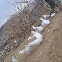 کفتر نوک ریز