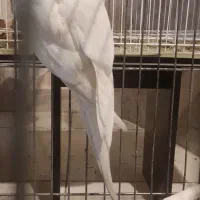 عروس هلندی نر|پرنده|کلیبر, |دیوار