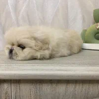 پکینیز امپریال سفید سایز ریز|سگ|رشت, لاکانی|دیوار