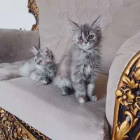 توله گربه پرشین بازیگوش