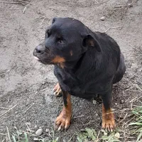 رودفایلر ماده