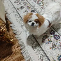 سگ پکینز ماده فوق العاده باهوش عروسکی سایز کوچیک