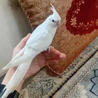 طوطی عروس هلندی البینو دستی