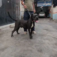 کنکورسو ۷ ماه
