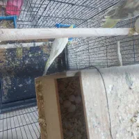 یک جفت عروس هلندی|پرنده|یاسوج, |دیوار